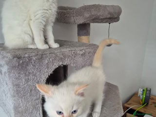 Ragdoll cats Urgent 2 boys left ready to leave now - Advert 1