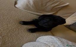 Mixed Breed dogs for sale: 12 week old Labrador mix puppy - Image 1