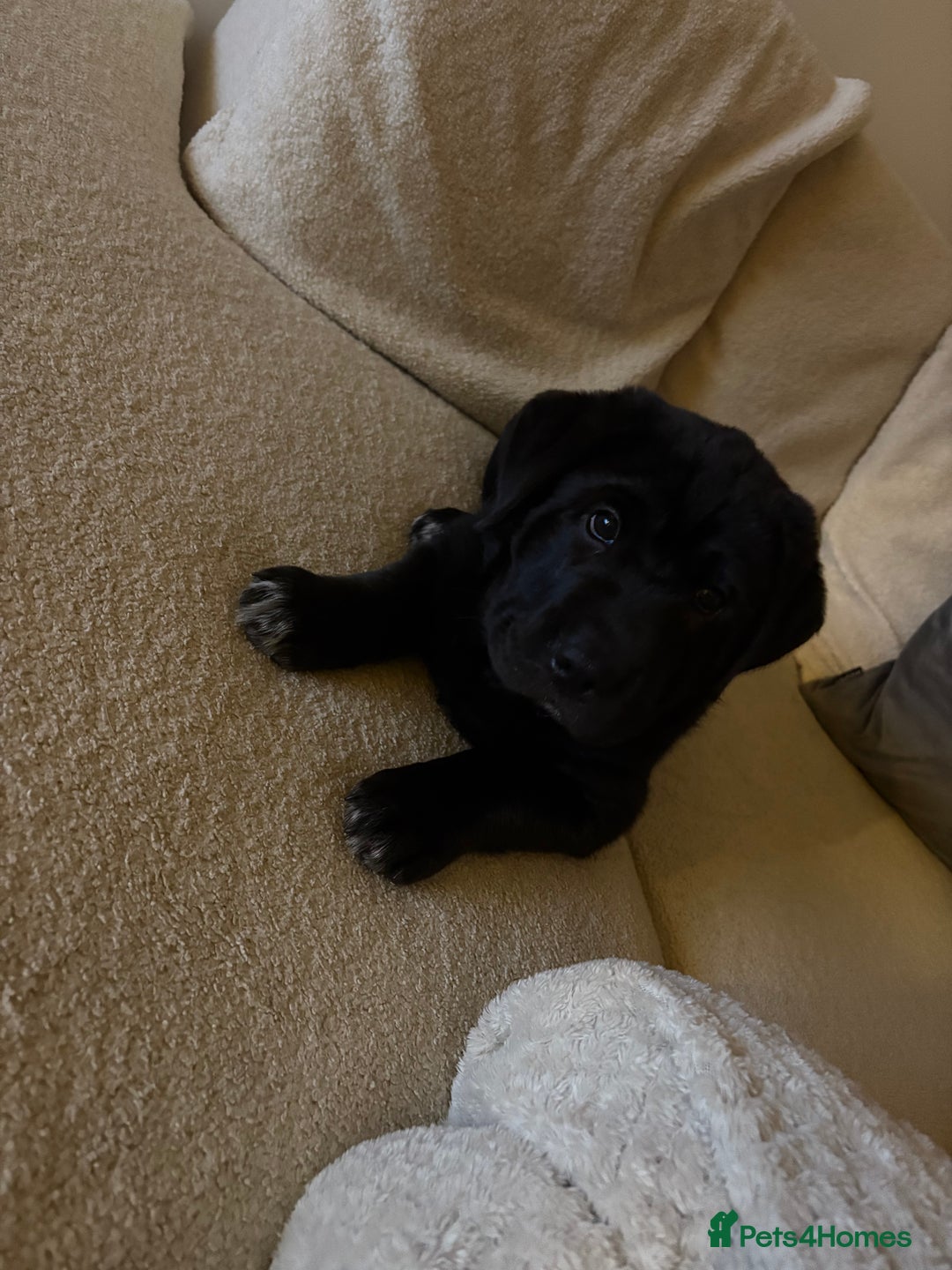 Mixed Breed dogs for sale: 12 week old Labrador mix puppy - Image 1