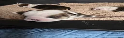 English Bulldog dogs for sale: 🐶 🔥KC registered English bulldog puppies✨️🔥 - Advert 9