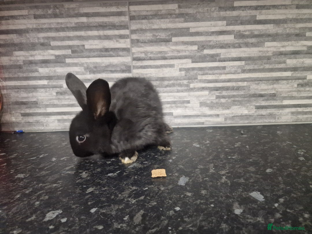 Mini Lion Lop rabbits for sale: Lion lops - Advert 15