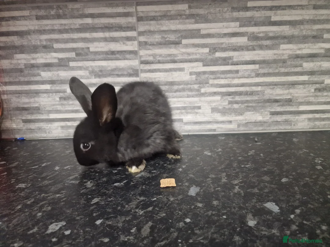 Mini Lion Lop rabbits for sale: Lion lops - Advert 12