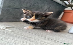 Mixed Breed cats for sale: Six loving kittens - 3 boys and 3 girls - Image 8