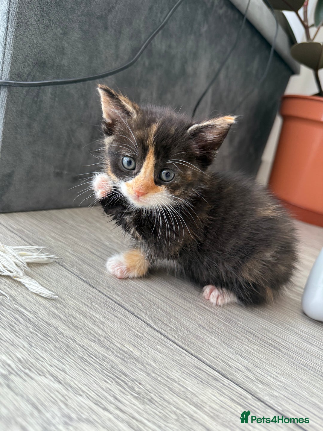 Mixed Breed cats for sale: Six loving kittens - 3 boys and 3 girls - Image 8