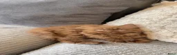 British Shorthair cats for sale: Cinnamon/brown male British longhair kitten - Advert 4