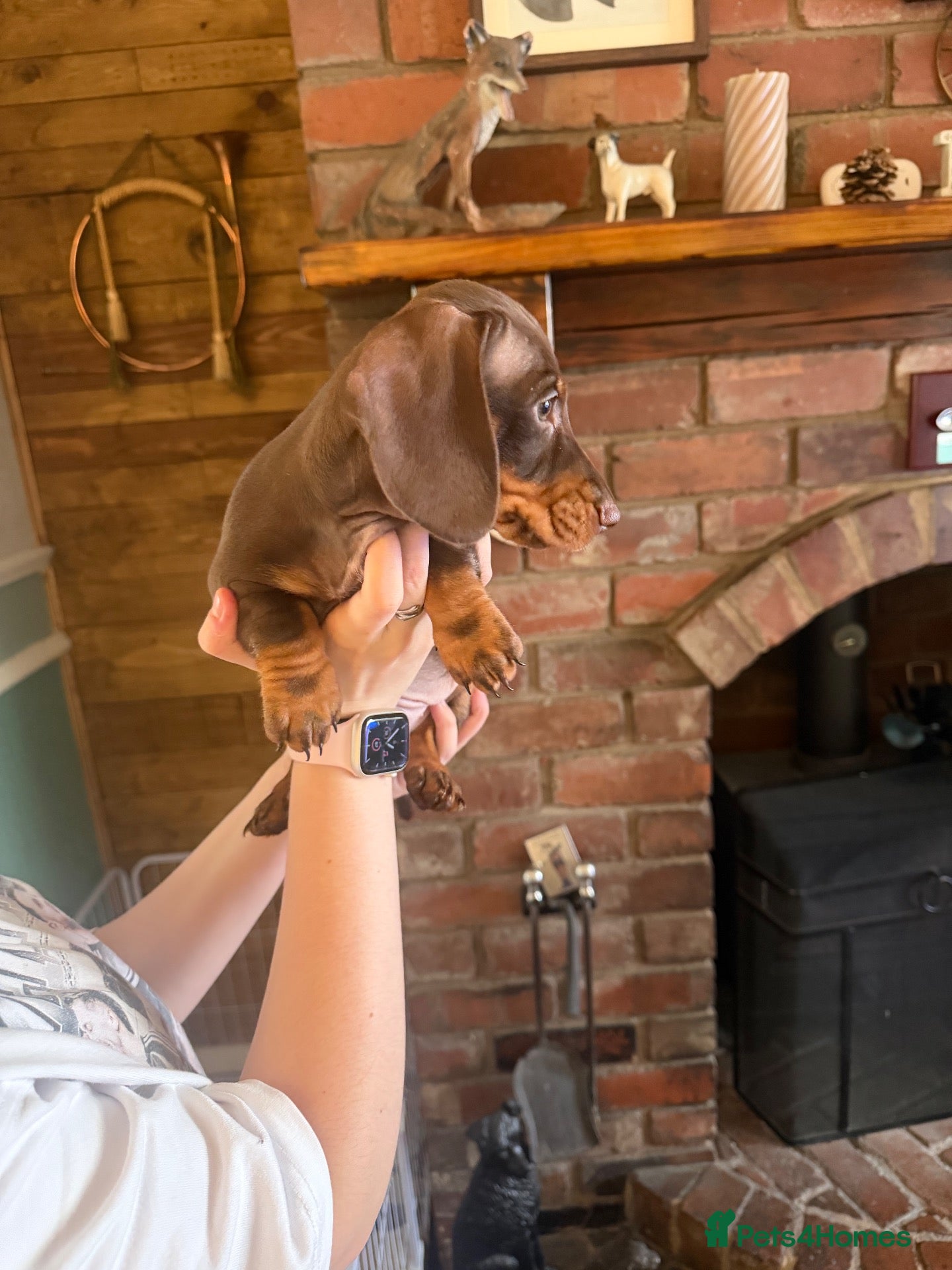 Dachshund dogs Last 2 puppies - Advert 2