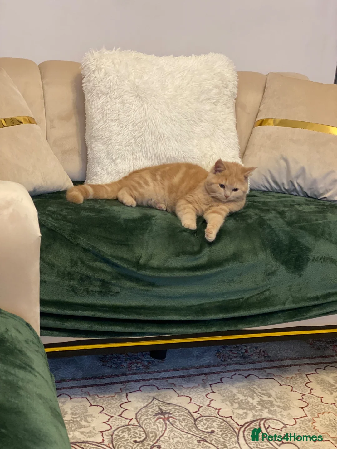 British Shorthair cats for sale: British short hair  in Nottingham - Advert 2