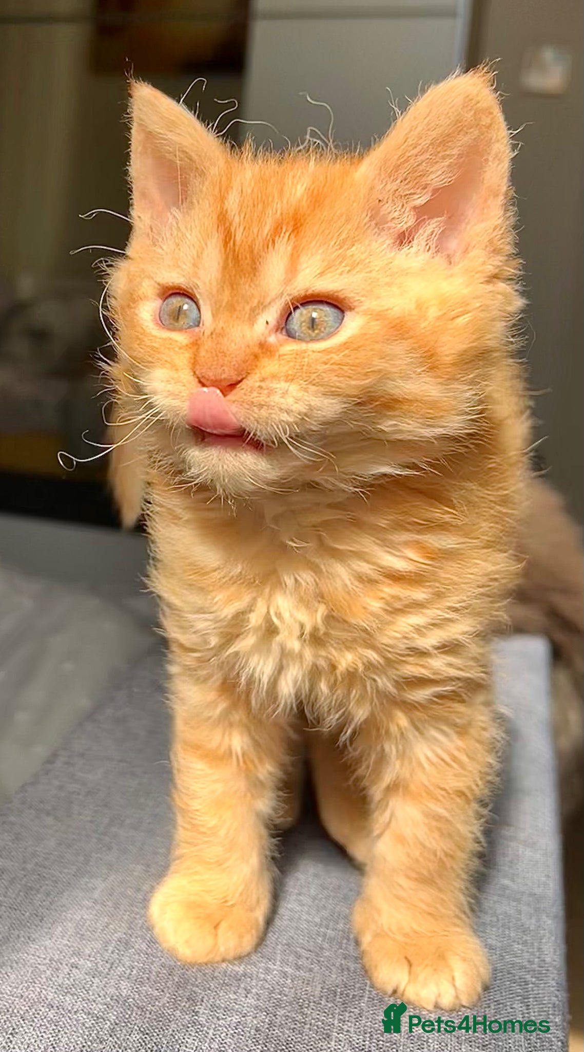 Selkirk Rex cats Beautiful Selkirk rex kitten  - Advert 1