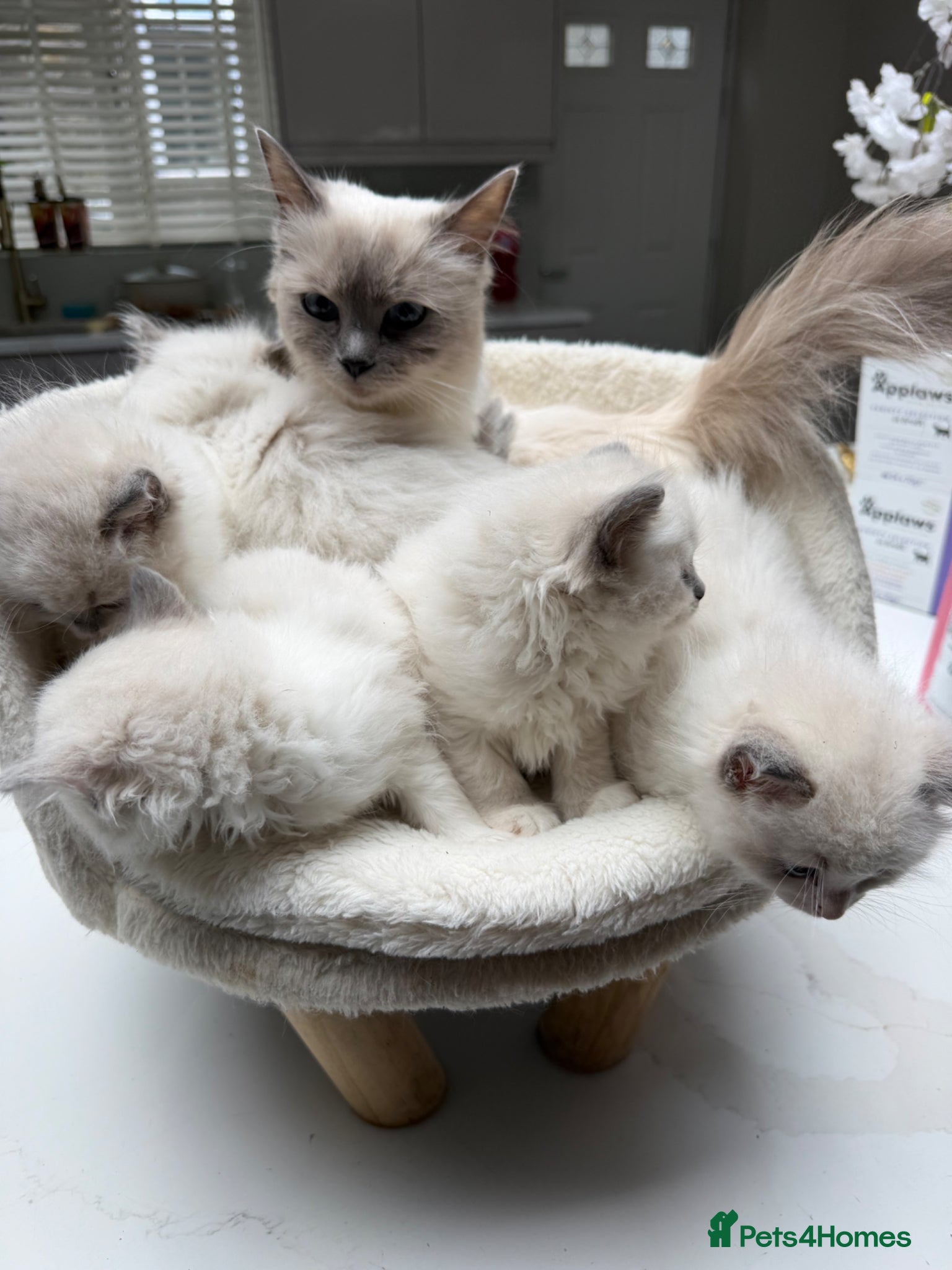 Ragdoll cats Beautiful Ragdoll Kittens – 3 Females & 2 Males - Advert 2