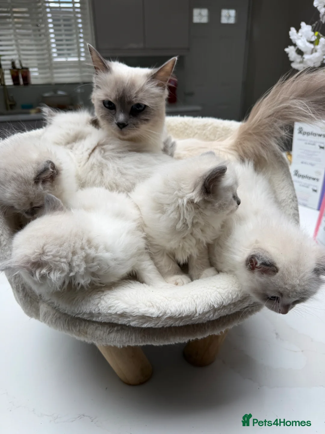 Ragdoll cats for sale: Beautiful Ragdoll Kittens – 3 Females & 2 Males - Advert 1