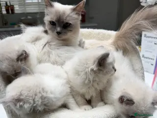 Ragdoll cats for sale: Beautiful Ragdoll Kittens – 3 Females & 2 Males - Advert 2