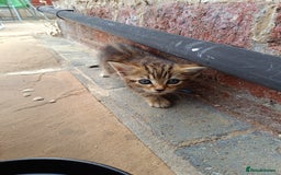 Mixed Breed cats for sale: Adorable kitties ready to go.  - Image 22
