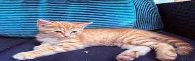 Garfield 
