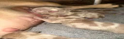 American Bully dogs for sale: ABKC REGISTERED Pocket bullz - Advert 10