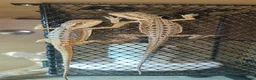 Bearded Dragon reptiles for sale: Only 5 left! Red X sun burst babies  - Advert 9