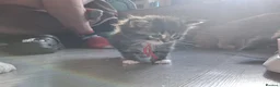 Norwegian Forest Cat cats for sale: Little kitten  - Advert 2