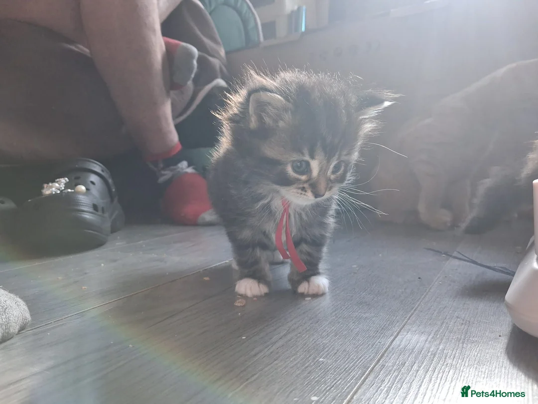 Norwegian Forest Cat cats for sale: Little kitten  - Advert 2