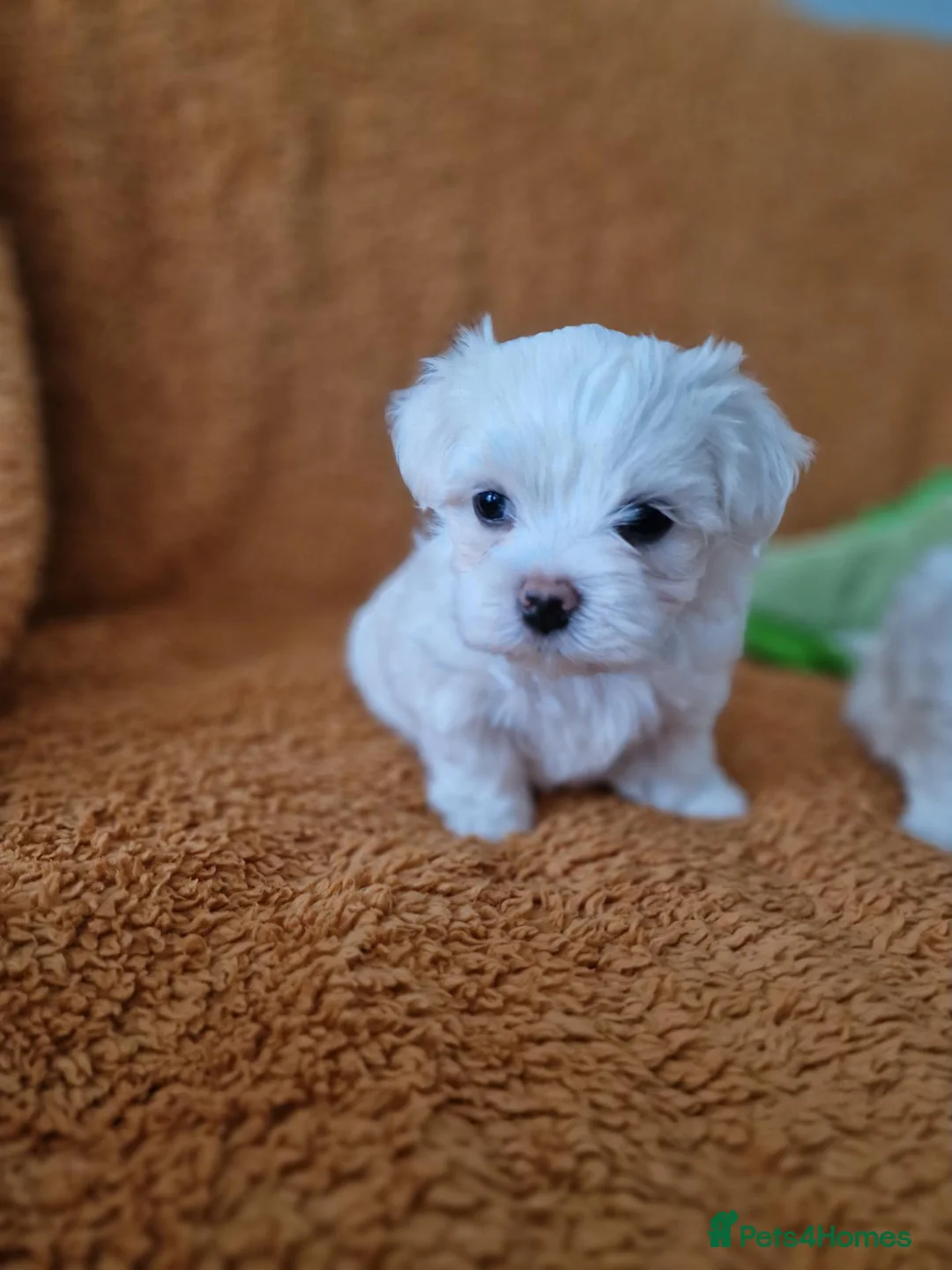 Maltese dogs for sale: Beautiful Maltese Boy PuppiesReadyFrom15thOctober  - Advert 2