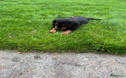 Cavalier King Charles Spaniel dogs for sale: ⭐️ fully Health tested KC reg cavalier puppies  - Image 15