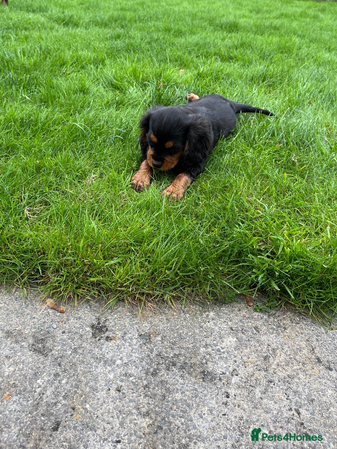 Cavalier King Charles Spaniel dogs for sale: ⭐️ fully Health tested KC reg cavalier puppies  - Image 15