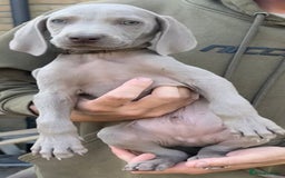 Weimaraner dogs for sale: (3 remaining!) 8 Stunning KC 🩷&💙 Weimaraner pups in Thetford - Image 21