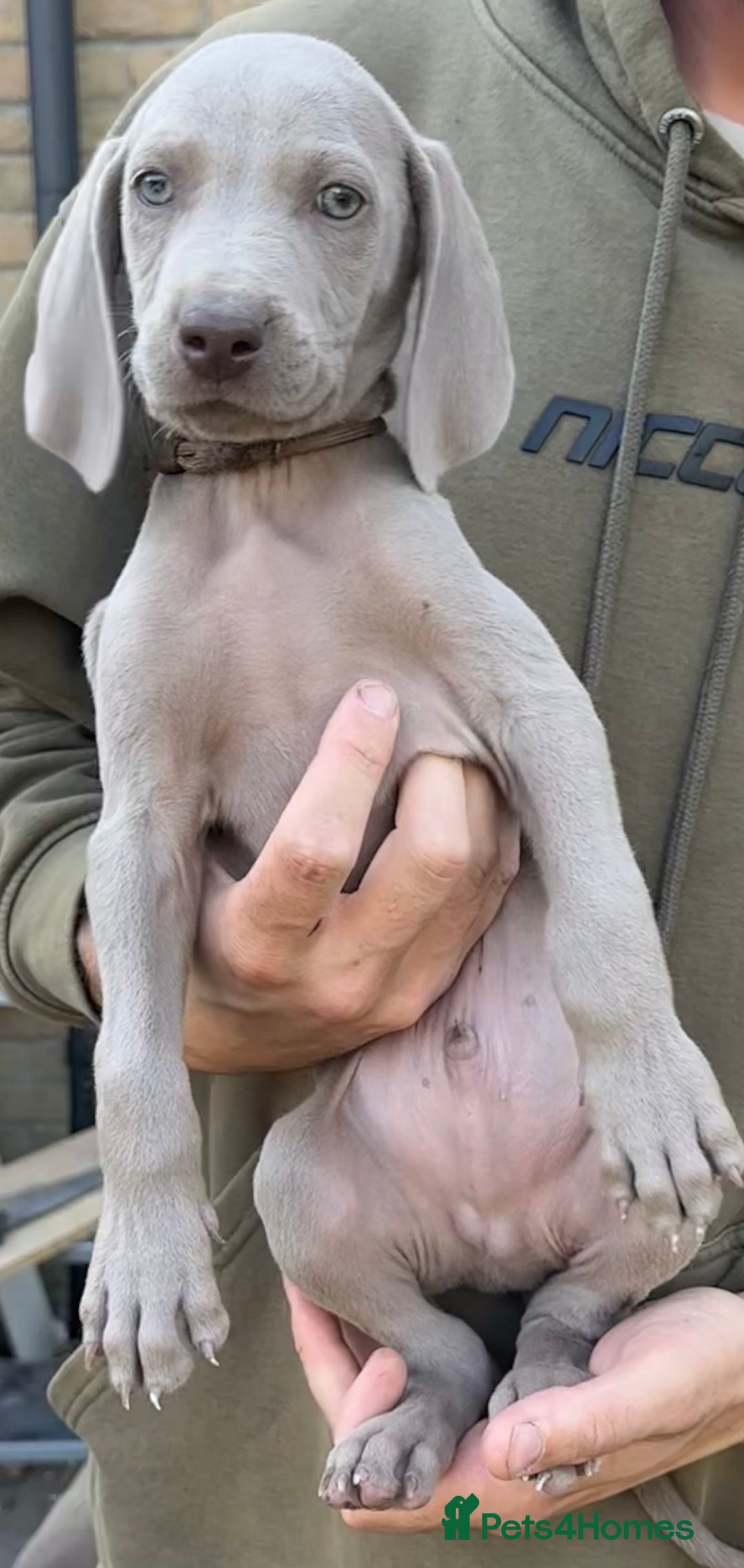 Weimaraner dogs for sale: (3 remaining!) 8 Stunning KC 🩷&💙 Weimaraner pups in Thetford - Image 21
