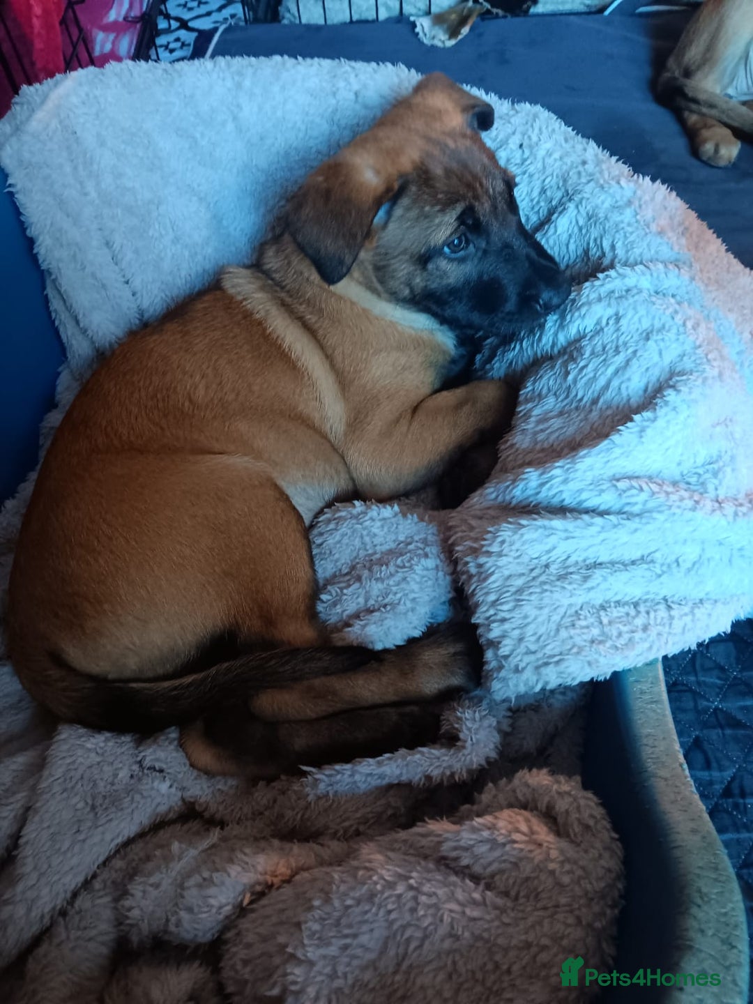 Belgian Shepherd Dog dogs for sale: Belgian Shepherd - Malinois  - Advert 23