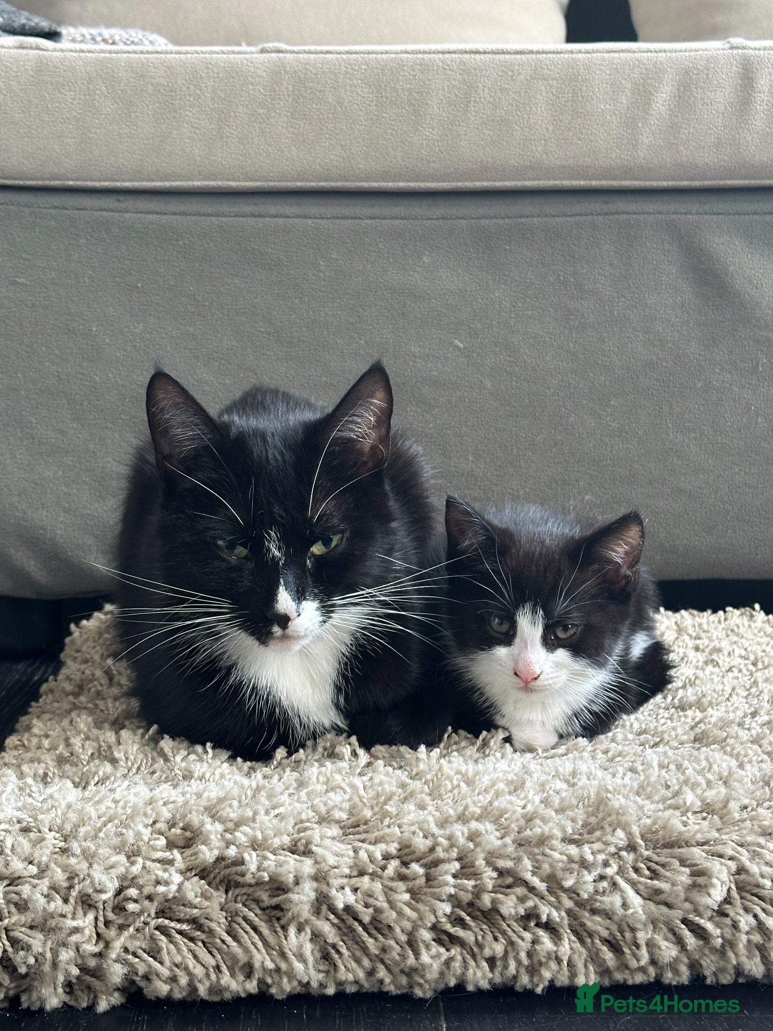 European cats CUTE TUXEDO KITTEN (FEMALE) - Advert 1