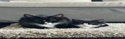 European cats for sale: TUXEDO KITTEN (FEMALE) - Advert 1