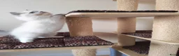 Ragdoll cats for sale: BEAUTIFUL RAGDOLLS KITTENS GCCF REGISTERED  - Advert 9