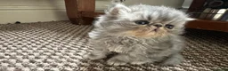 Persian cats for sale: Female Breeder Persian Cat Silver Tabby - GCCF - Advert 12