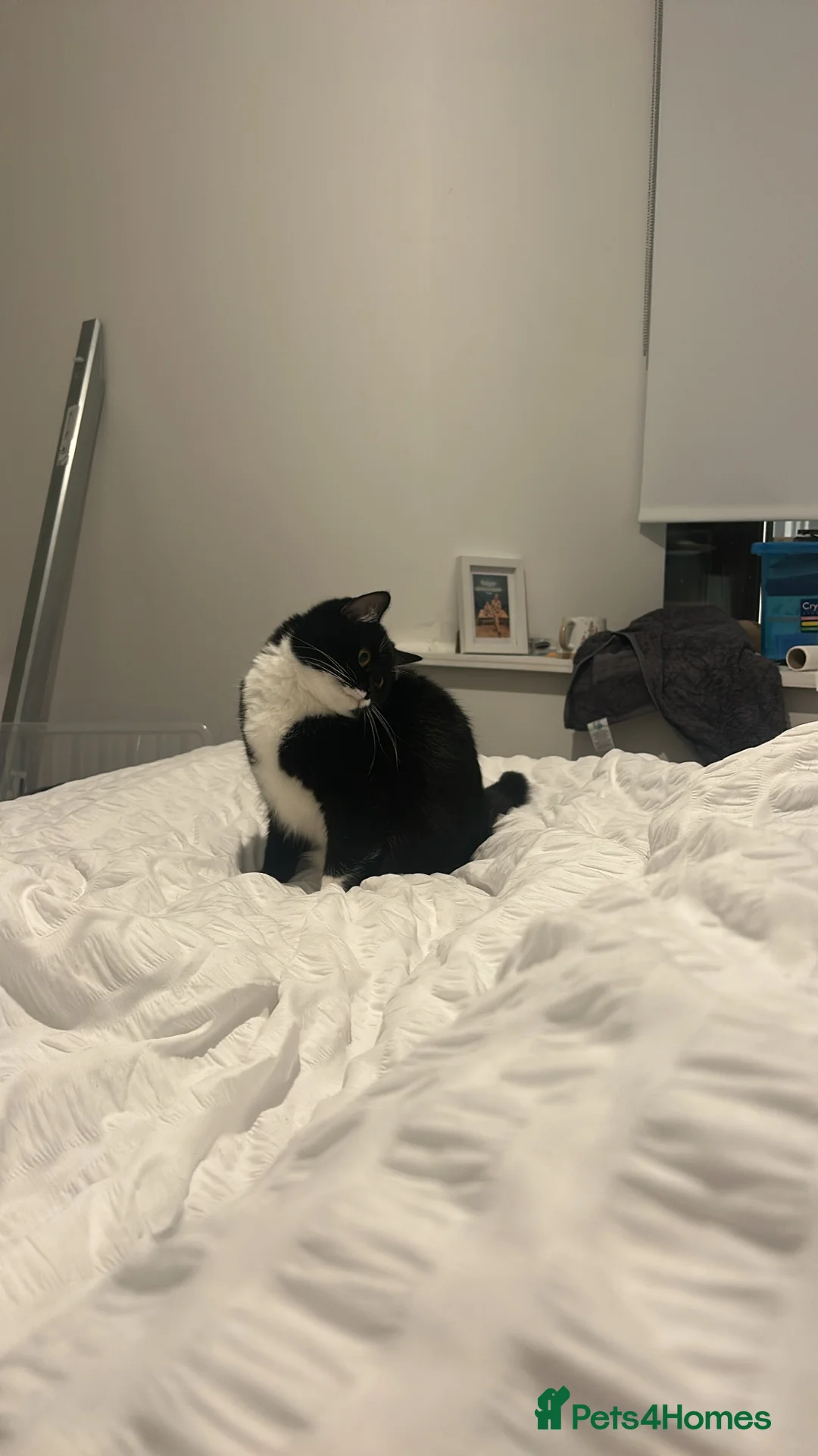Domestic Shorthair cats for sale: Cat for sale in Manchester - Advert 3