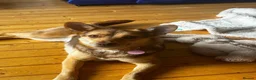 Mixed Breed dogs for adoption: ❤️🐶 RUBAH – PROFESSIONAL CUDDLE COLLECTOR in Ely - Advert 6