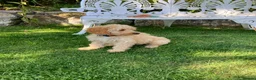 Cavapoochon dogs for sale: Gorgeous F1b Cavapoochon puppies - Advert 20