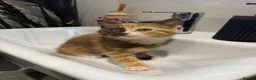 Mixed Breed cats for sale: Kittens ready for new homes now  - Advert 2