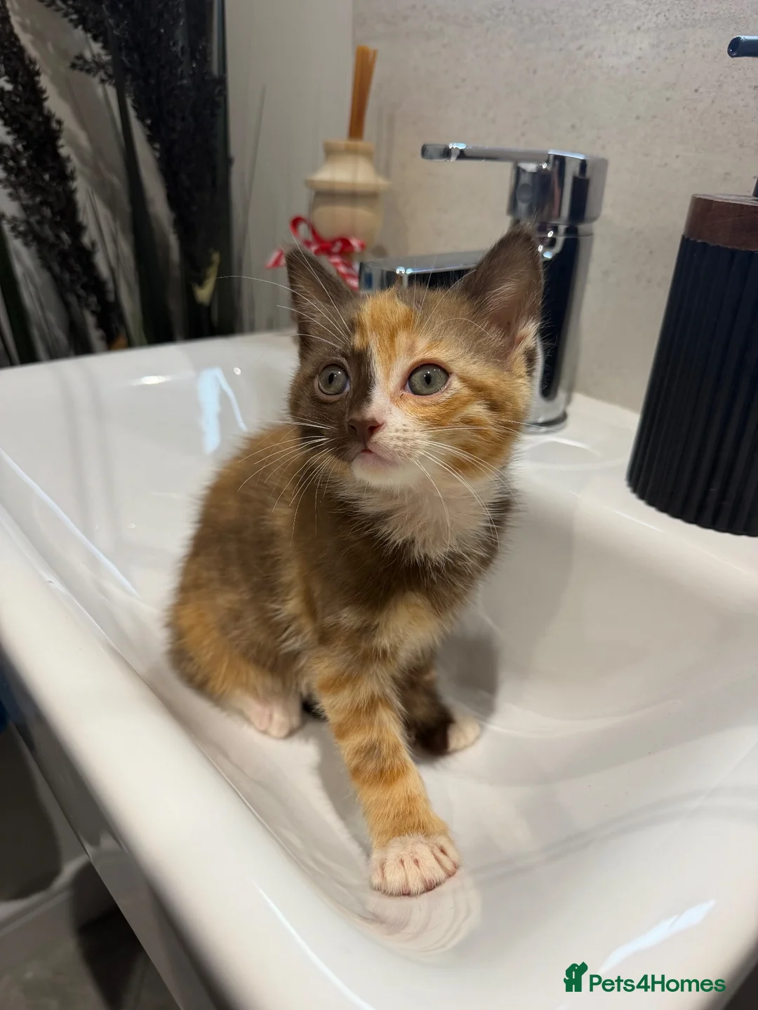 Mixed Breed cats for sale: Kittens ready for new homes now  - Advert 2