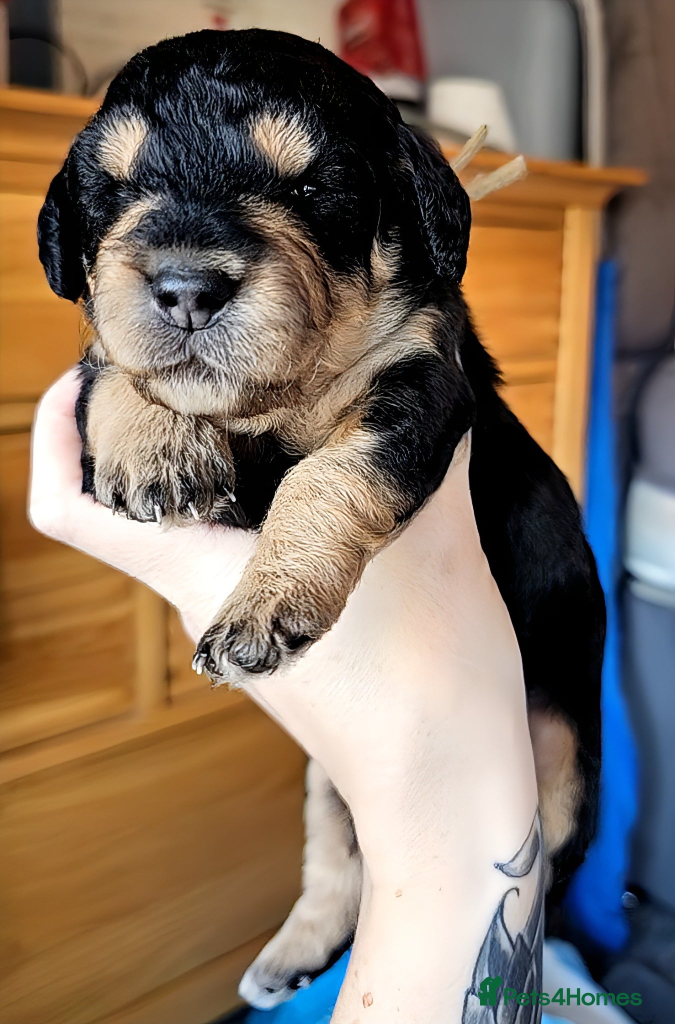 Mixed Breed dogs Dachshund x Labradoodle  - Advert 2