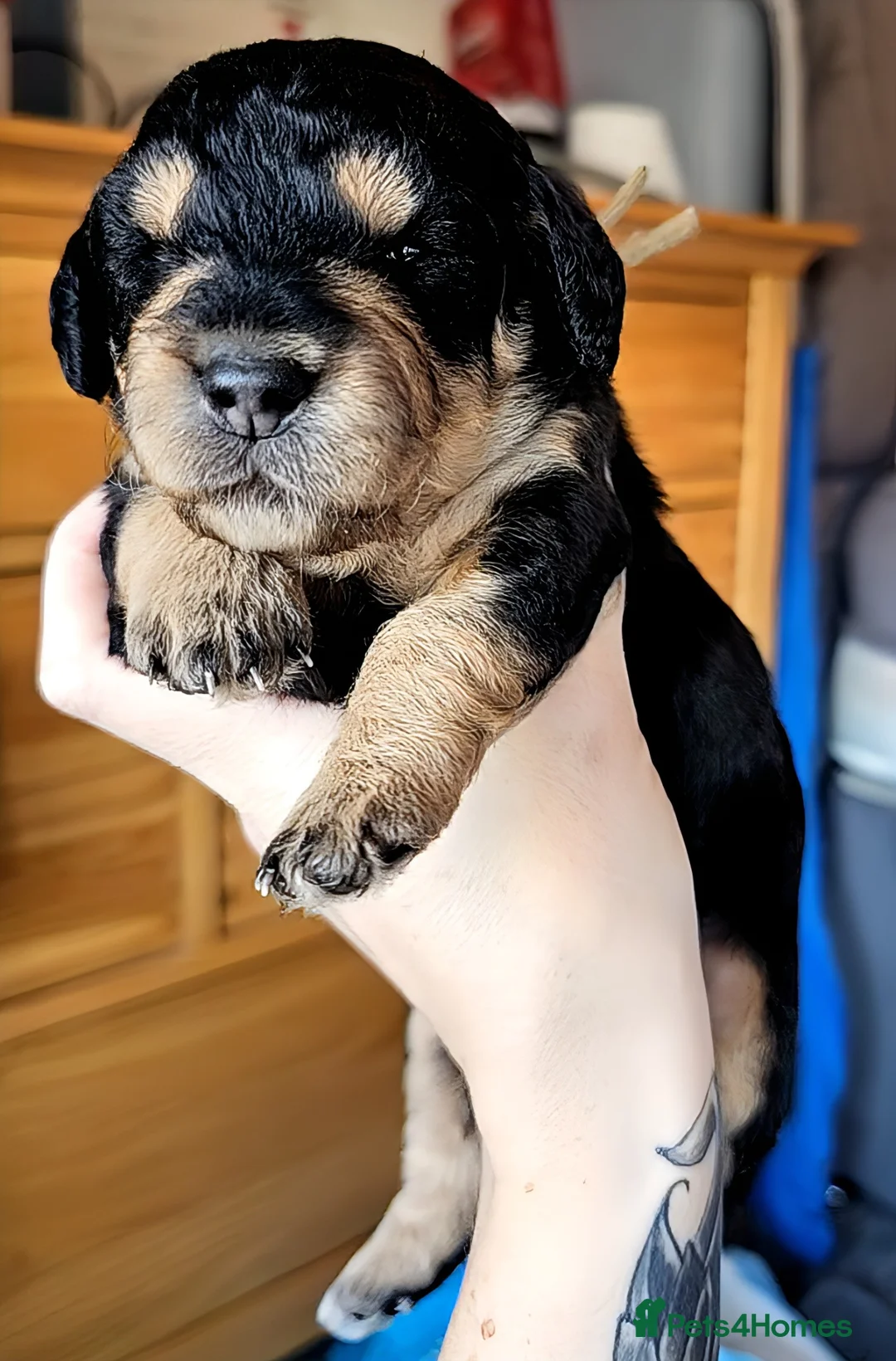 Mixed Breed dogs for sale: Dachshund x Labradoodle  - Advert 1