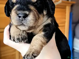 Mixed Breed dogs Dachshund x Labradoodle - Advert 2