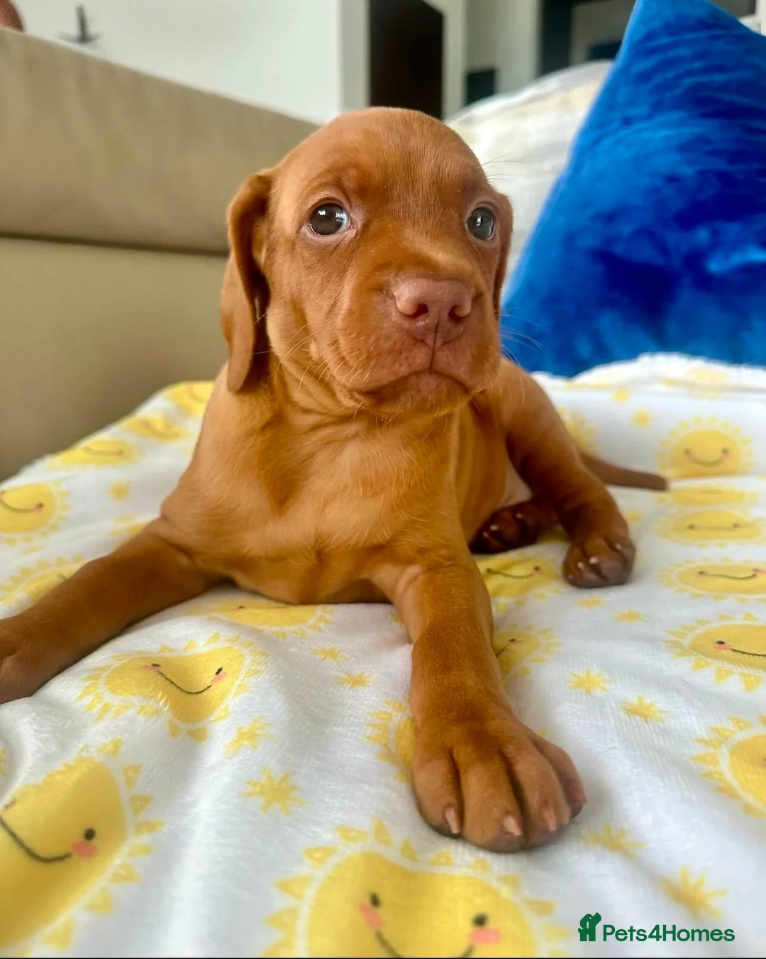 Hungarian Vizsla dogs for sale: Hungarian Vizsla puppies. - Advert 2