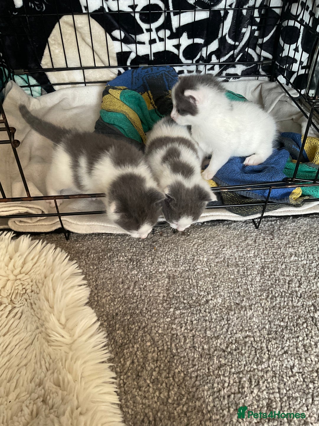 Mixed Breed cats for sale: We are all looking for homes soon - Image 2