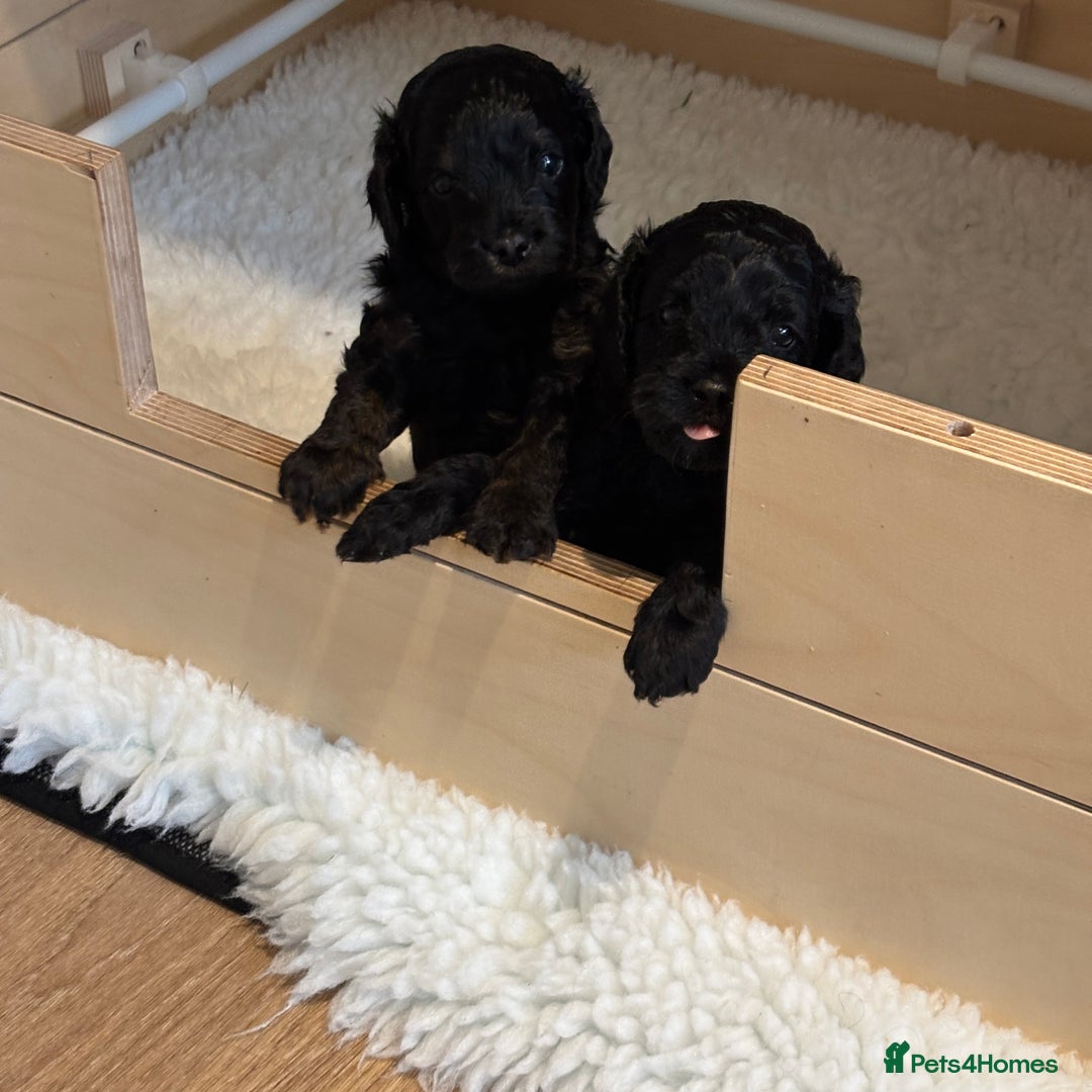 Cavapoo dogs for sale: LAST Black (tan paws/muzzle) F1 Cavapoo Dog Puppy - Image 9