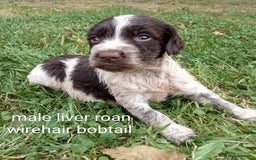Mixed Breed dogs for sale: Fen Spaniels -Korthols x Eng Springer Spaniel  - Image 12