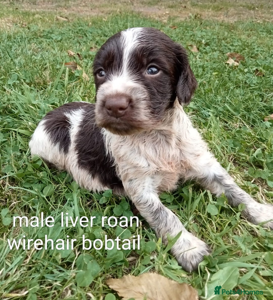 Mixed Breed dogs for sale: Fen Spaniels -Korthols x Eng Springer Spaniel  - Image 12
