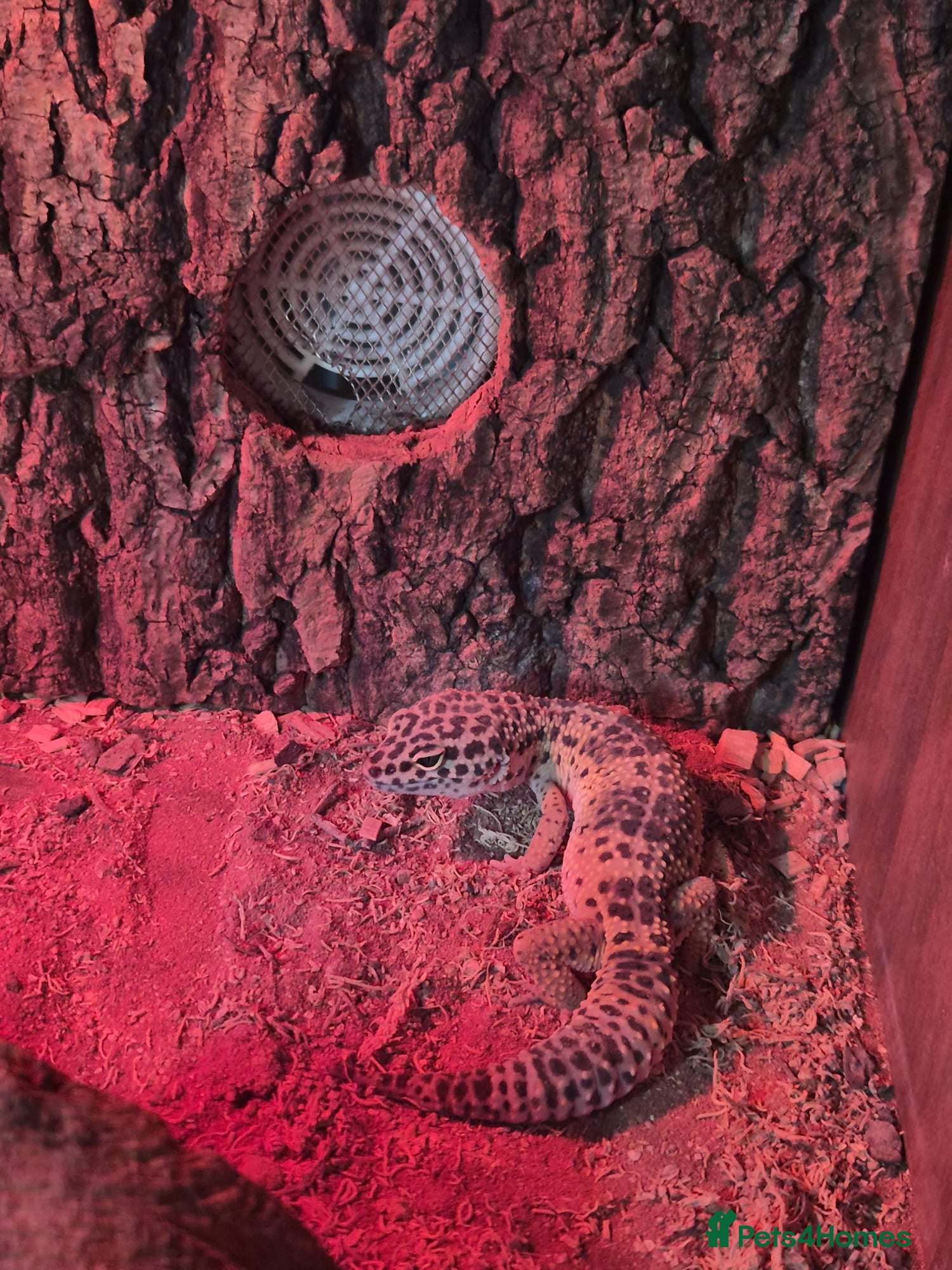 Gecko reptiles Gekos - Advert 14