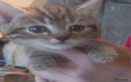 Domestic Shorthair cats for sale: 2 female kittens - Image 2