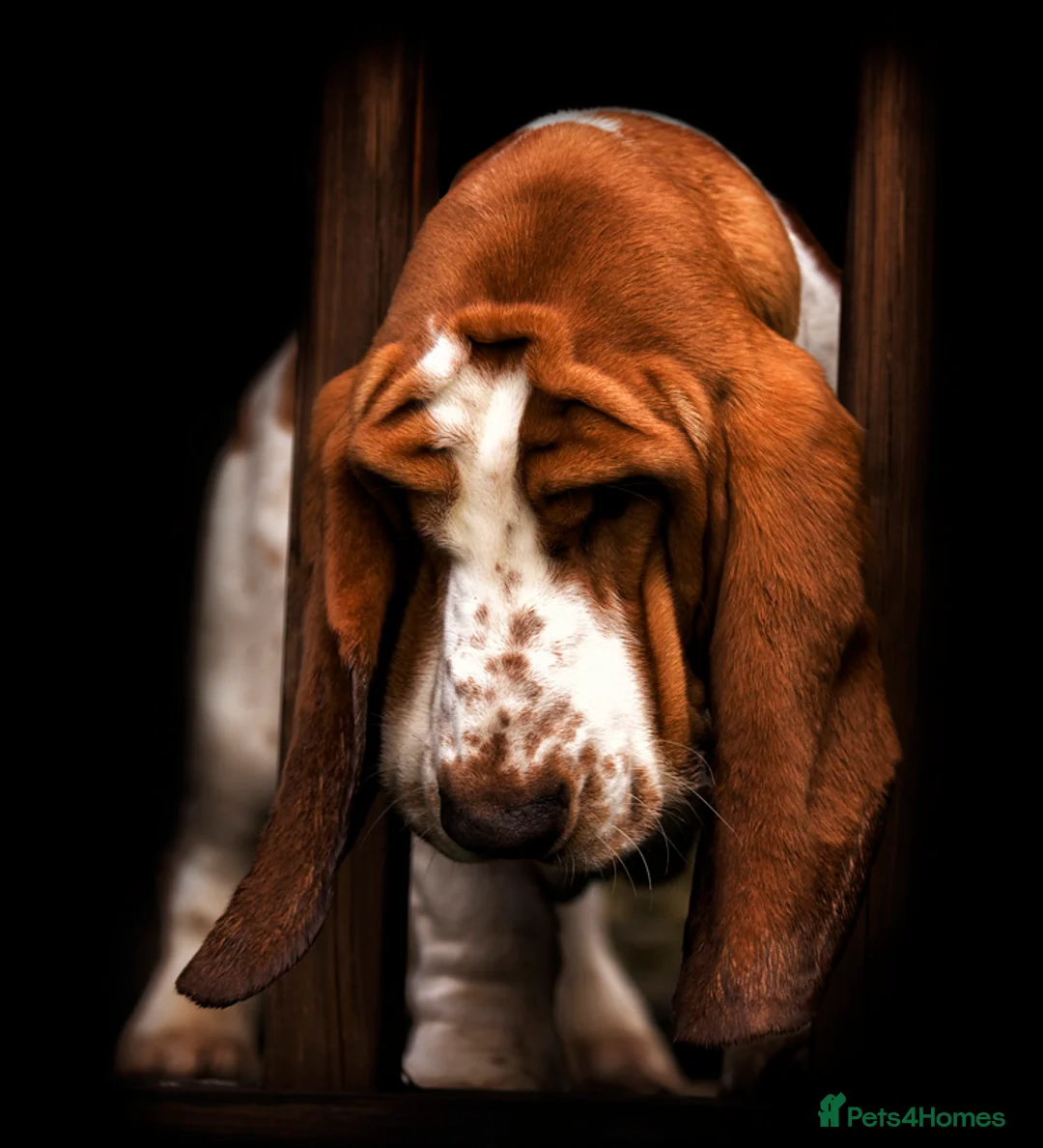 Basset Hound dogs for stud: Kc reg red and white proven Basset for stud in Cullompton - Advert 7