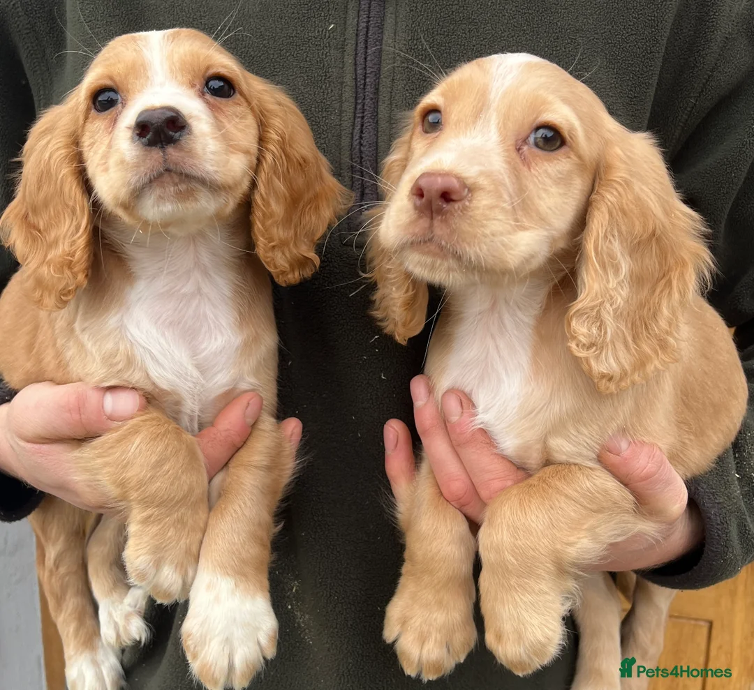 Cocker Spaniel dogs for stud: KC Fully Health Tested Red Working Cocker Spaniel  in Spennymoor - Advert 10