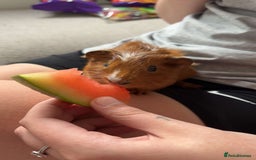 Guinea Pig rodents for sale: Baby guinea pigs 4 months old  - Image 6
