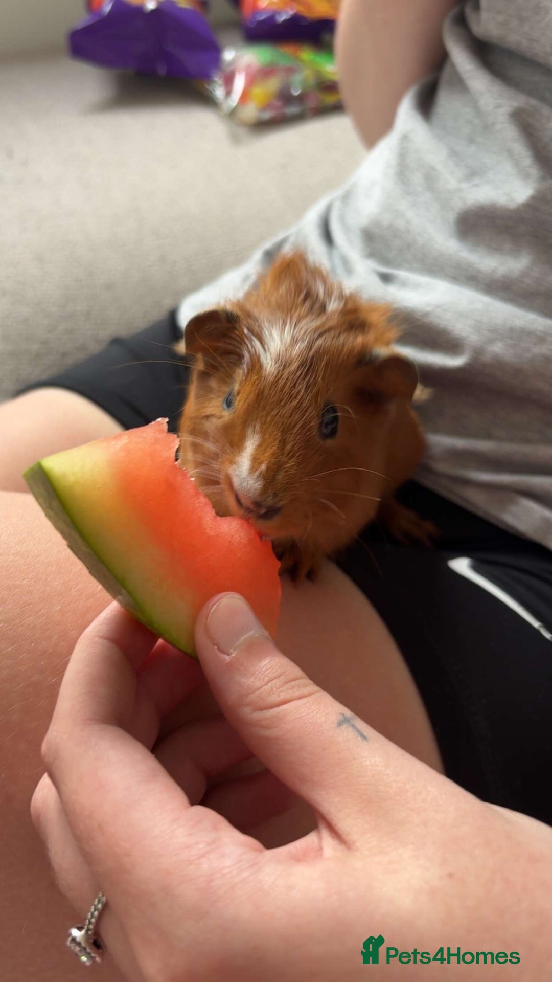 Guinea Pig rodents for sale: Baby guinea pigs 4 months old  - Image 6